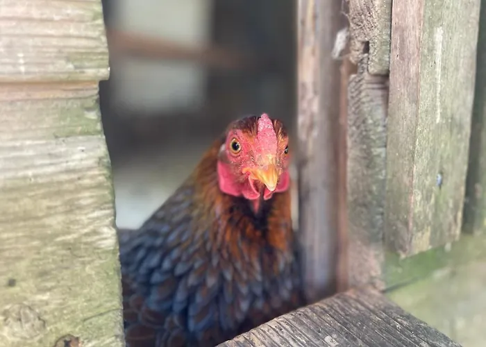 De Bommelerhoeve & Vakantiewoning Lägenhet *