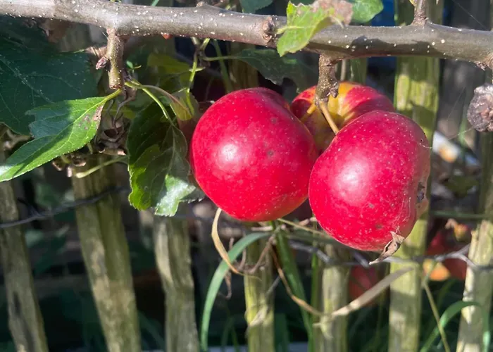De Bommelerhoeve & Vakantiewoning Lägenhet