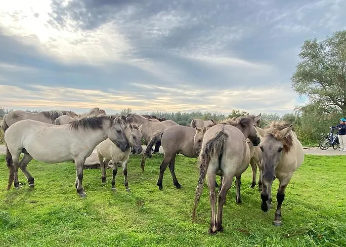 Lägenhet De Bommelerhoeve & Vakantiewoning Poederoijen
